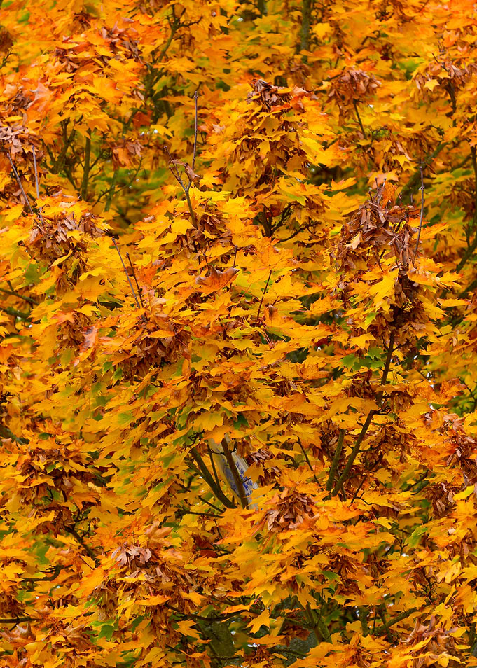 Autumn Leaves