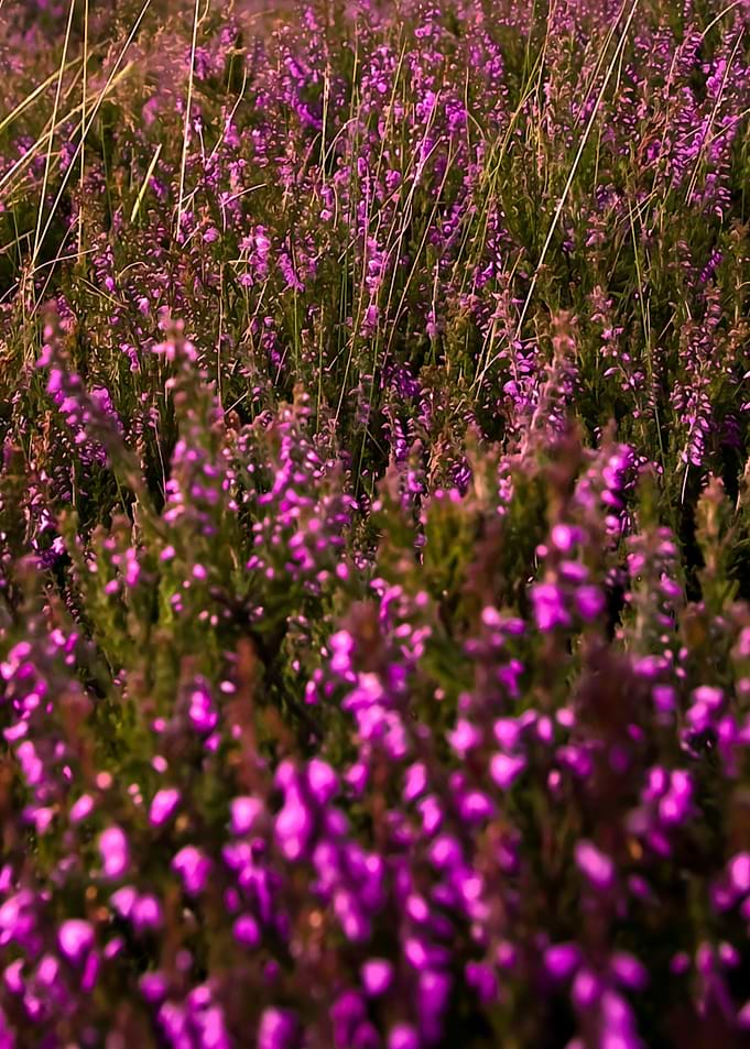 Flower Field