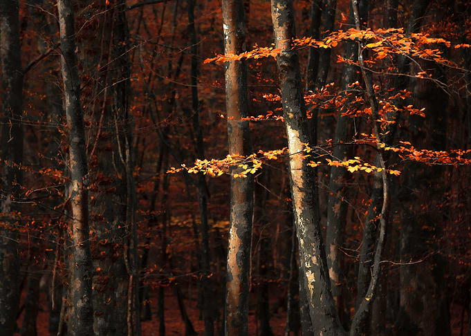Autumn Branches