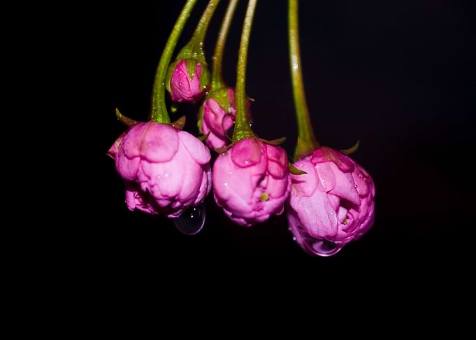 Cherry Buds