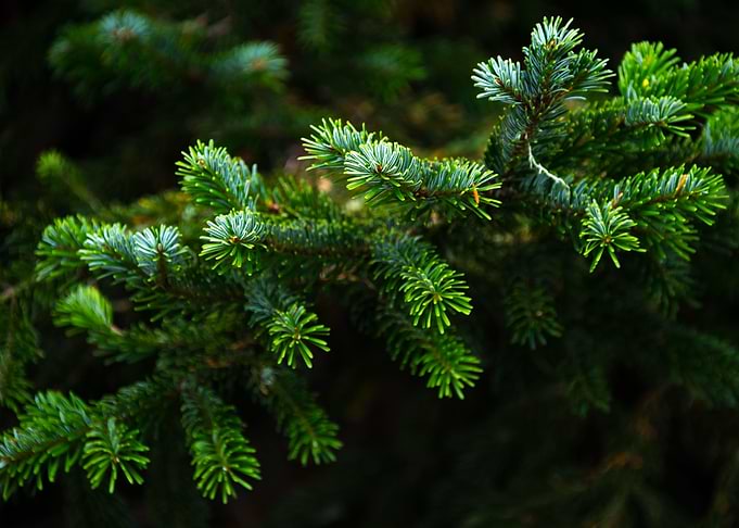 Pine Tree