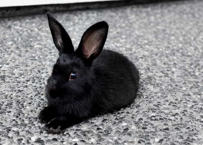 The Dark Fluff