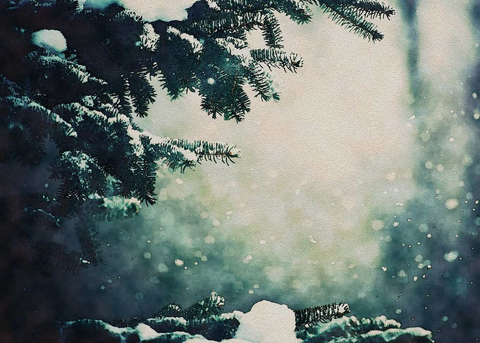 Snowy Forest
