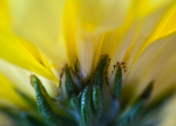 Chrysanthemum