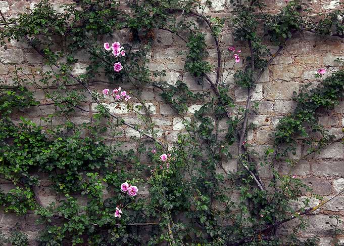 Wall Roses