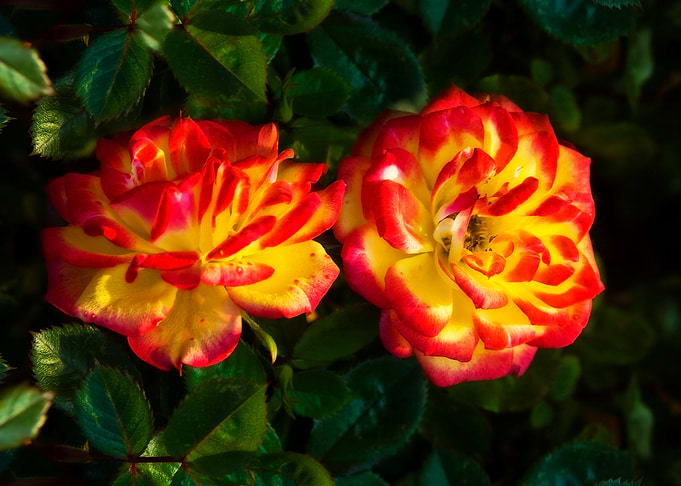 Two Roses