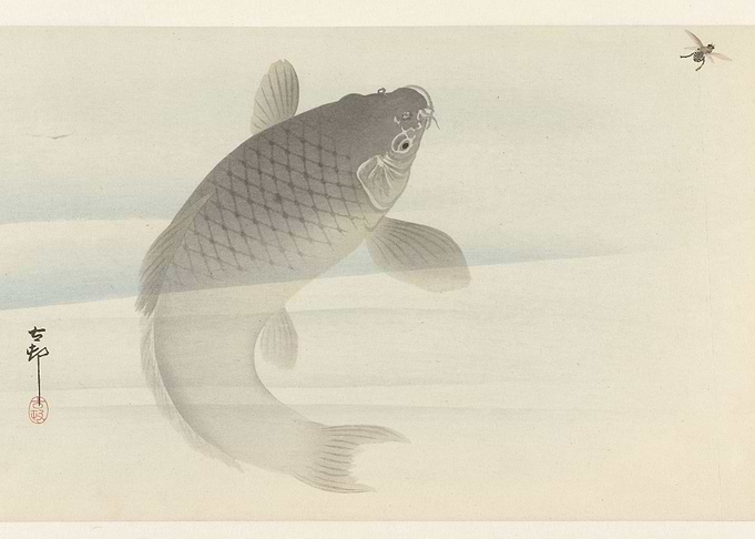 Carp and Fly