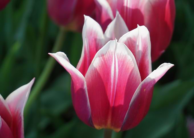 Tulip