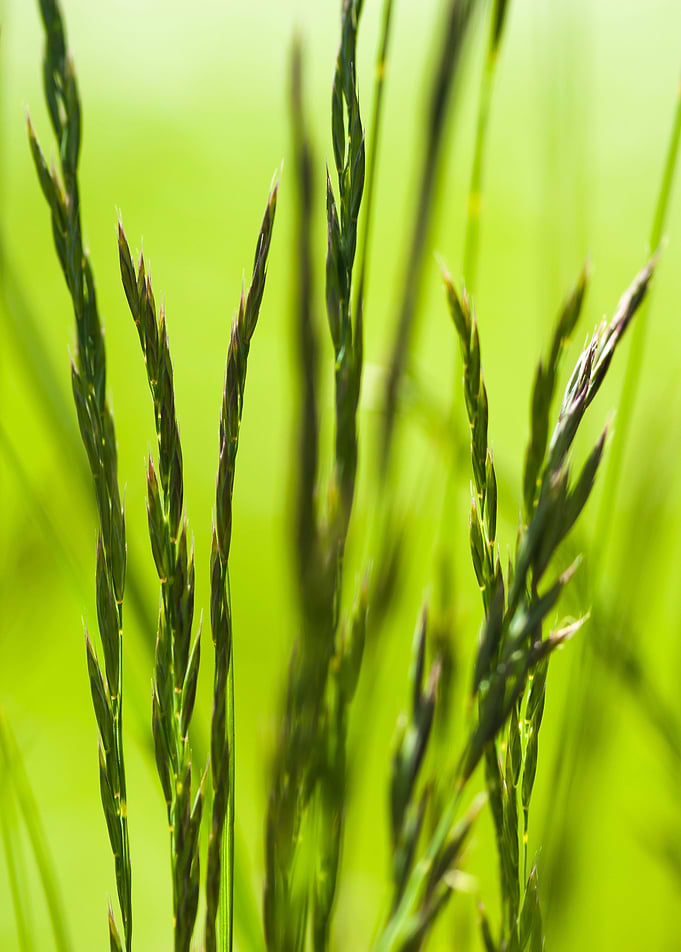 Grass Abstract