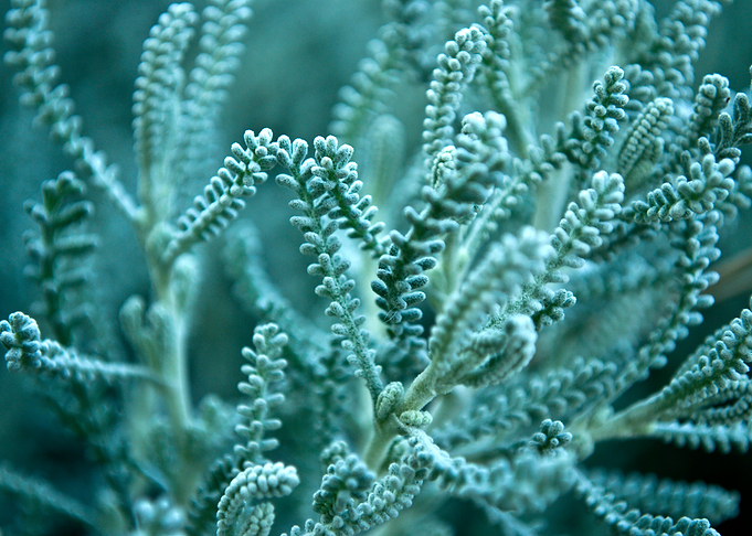Pale Grass