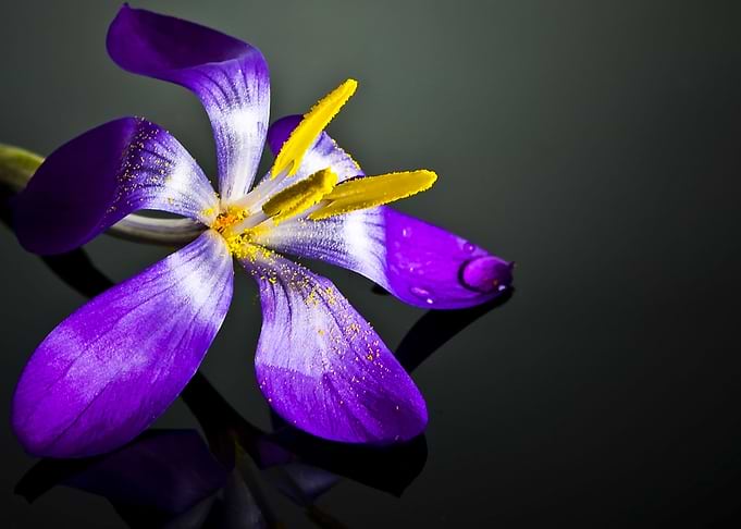 Crocus