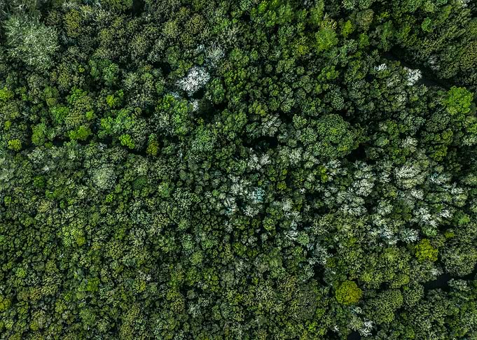 Evergreen trees