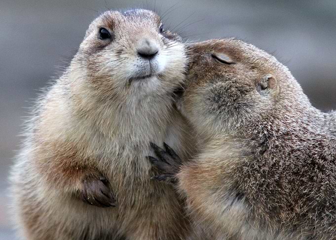 Prairie dogs kissing