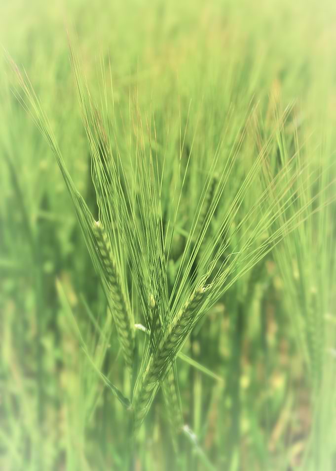 Grass Abstract
