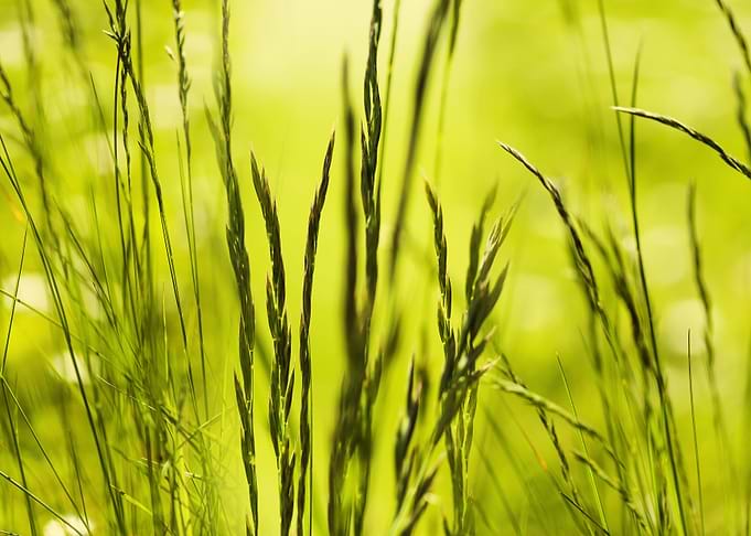 Nature Abstract