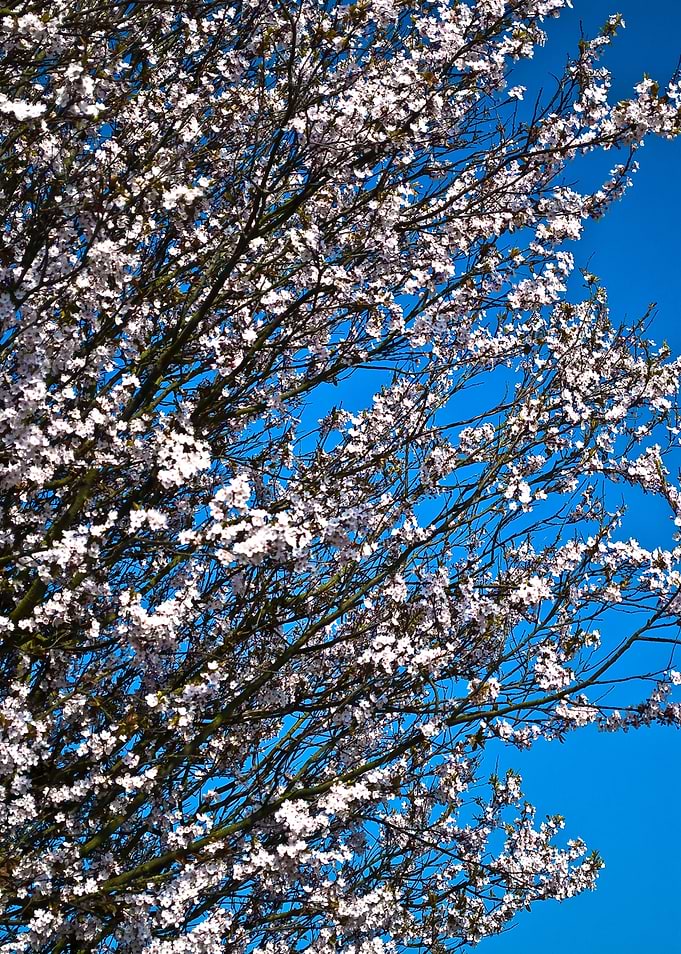 Spring Time