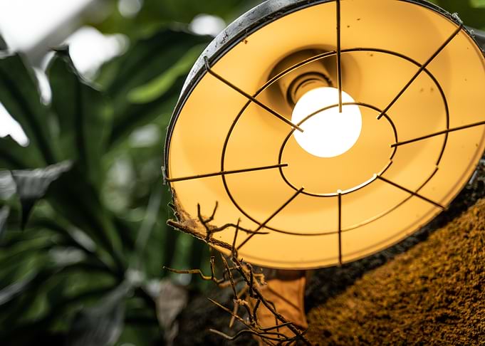Safari Lighting