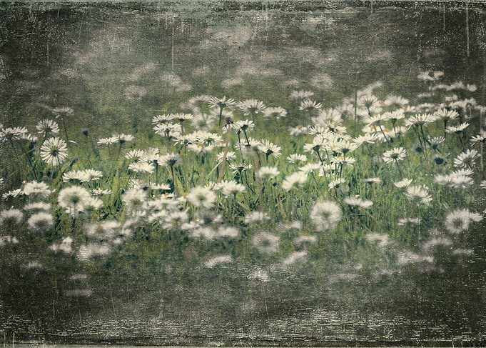 Pretty Daisies