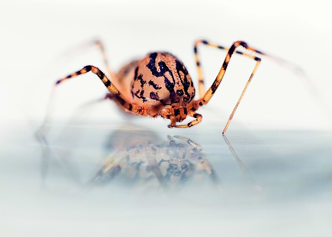 Spidey