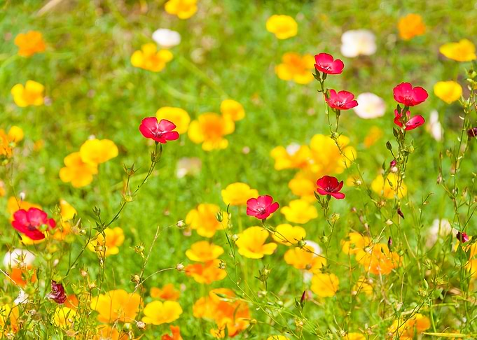 Field Flowers