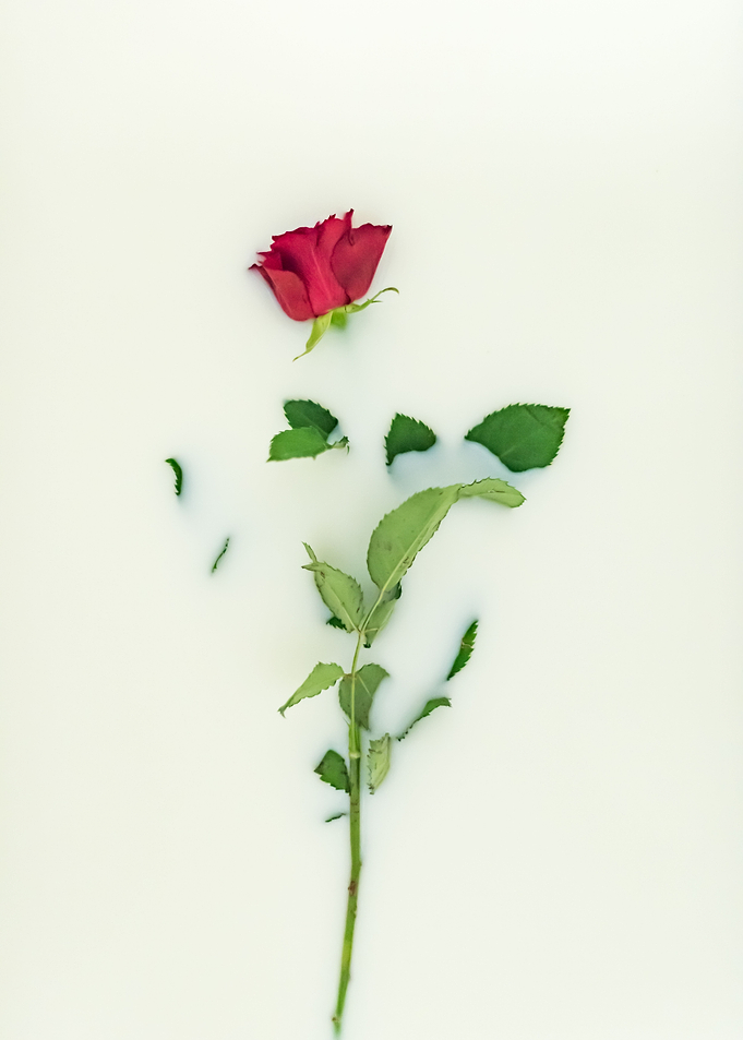 One Rose