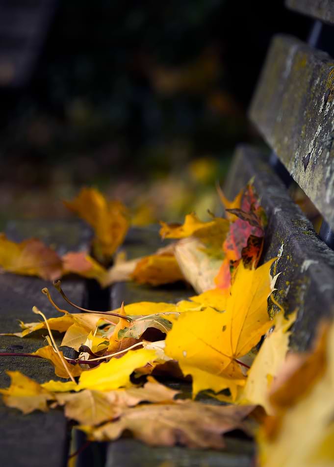 Autumn Bench