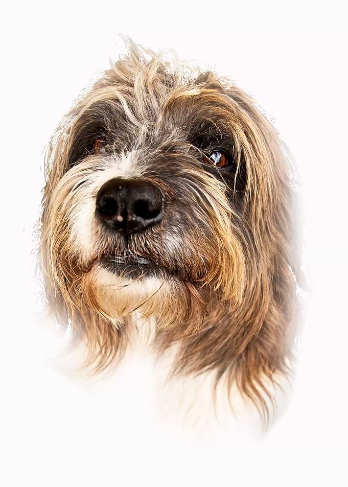 Benson the Dog