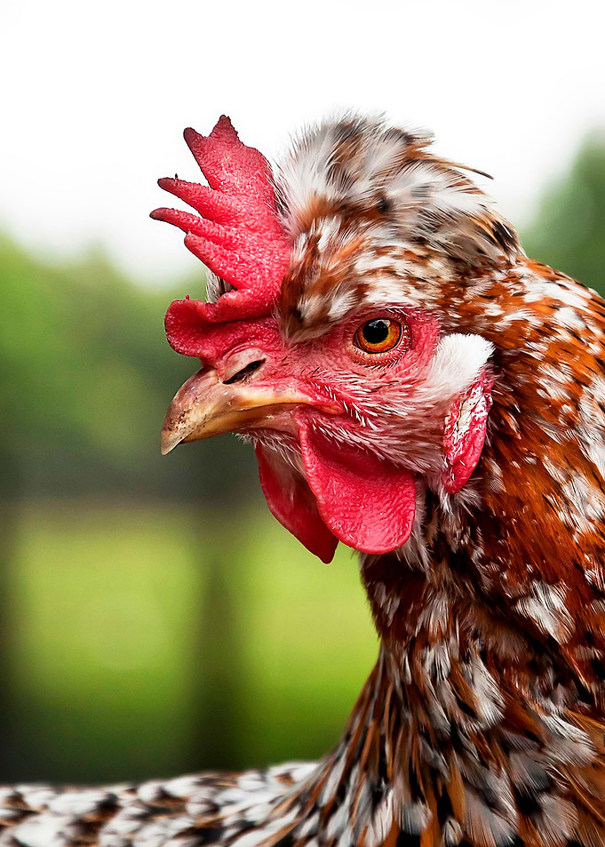 Chicken