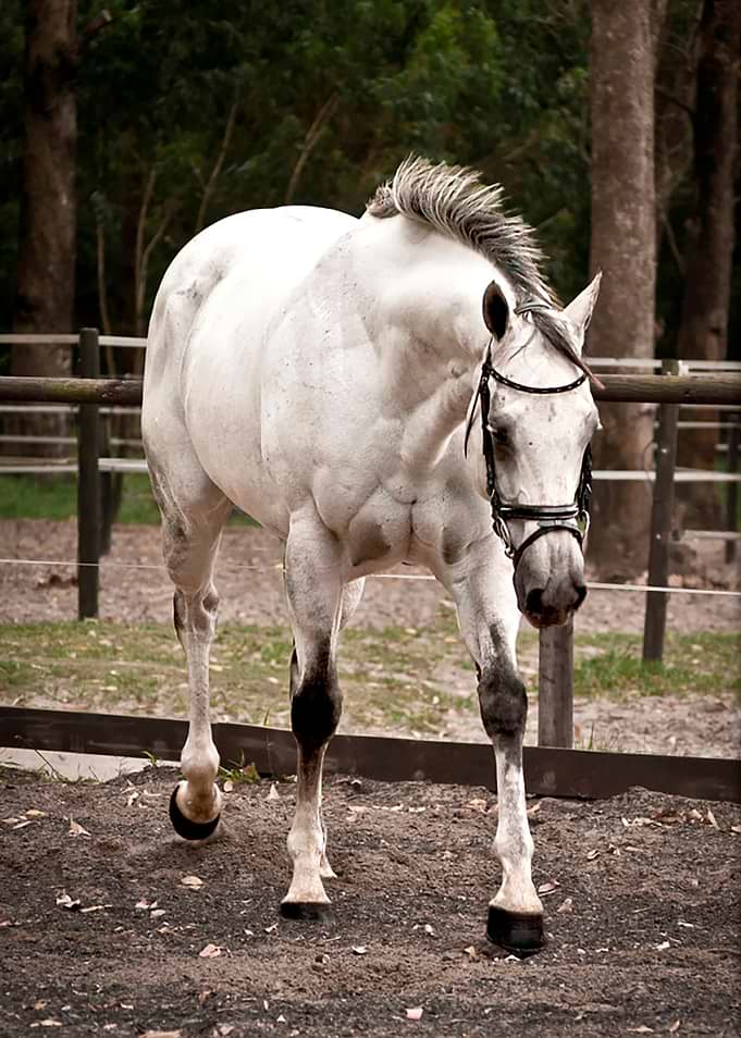 Grey Horse Walking