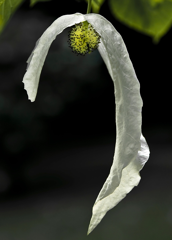 Strange Flower