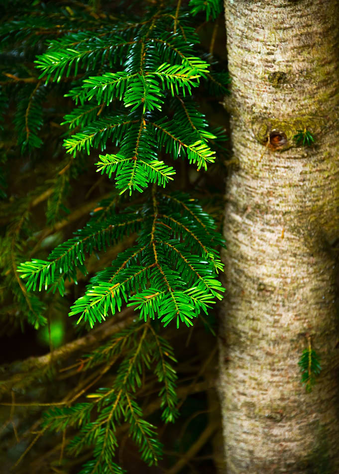 Pine Tree
