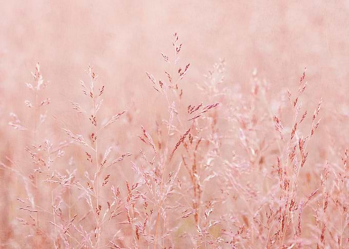 Pink Grass Abstract