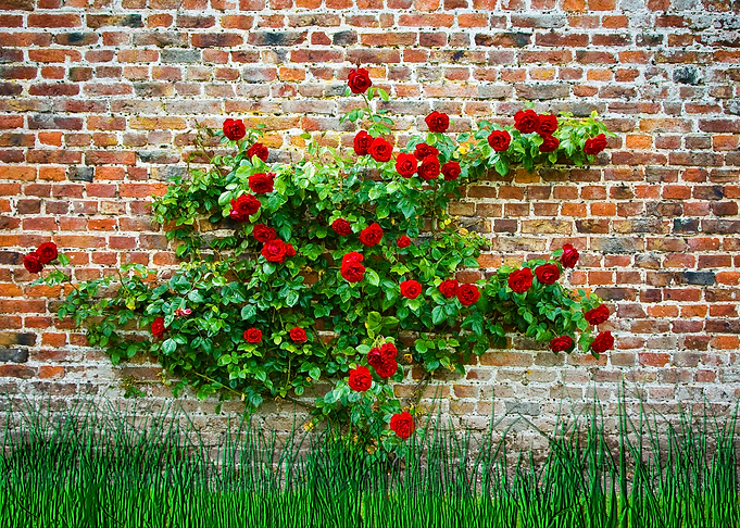 Roses