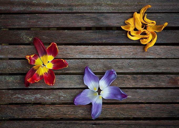 Ornamental Petals