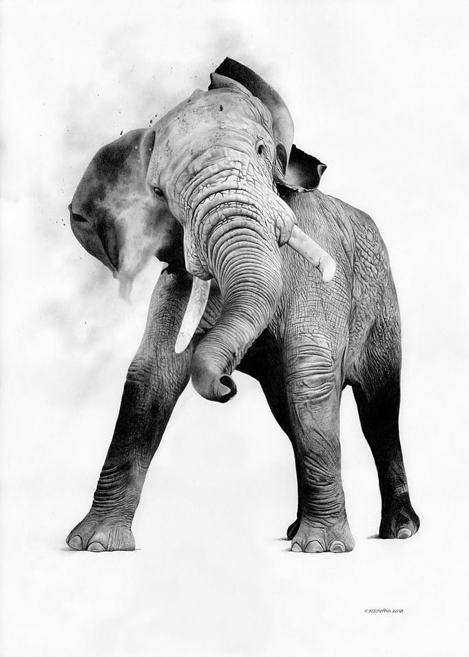 Elephant 1