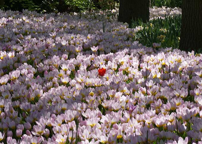 The Only Red Tulip