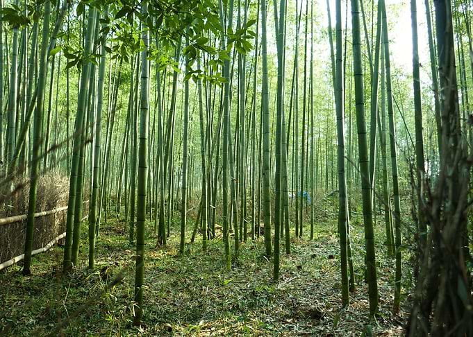 Bamboo Arashiyama Kyoto