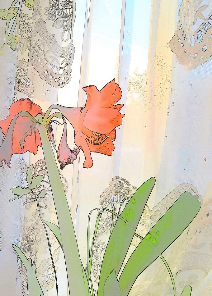 Nellies Amaryllis