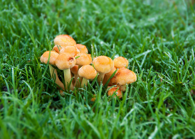 Mushrooms