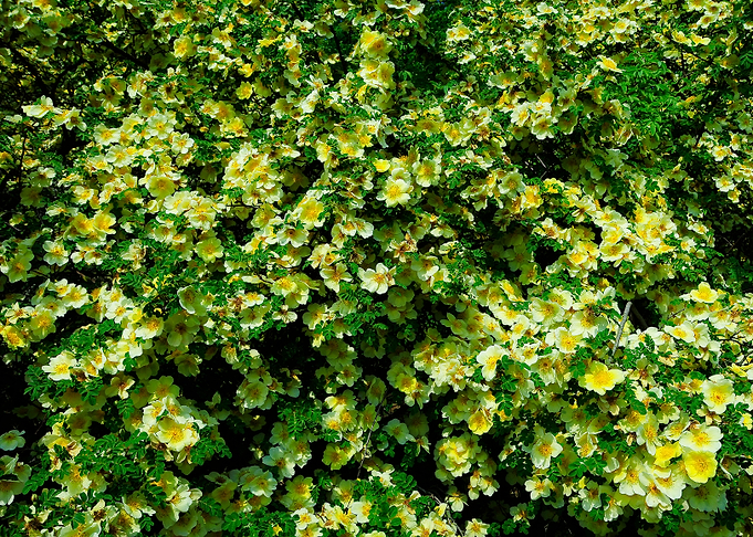 Lemon Roses