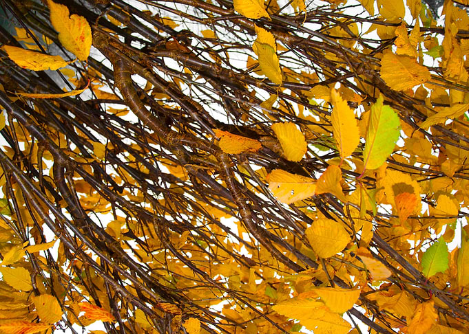 Tree Leaves Abstract