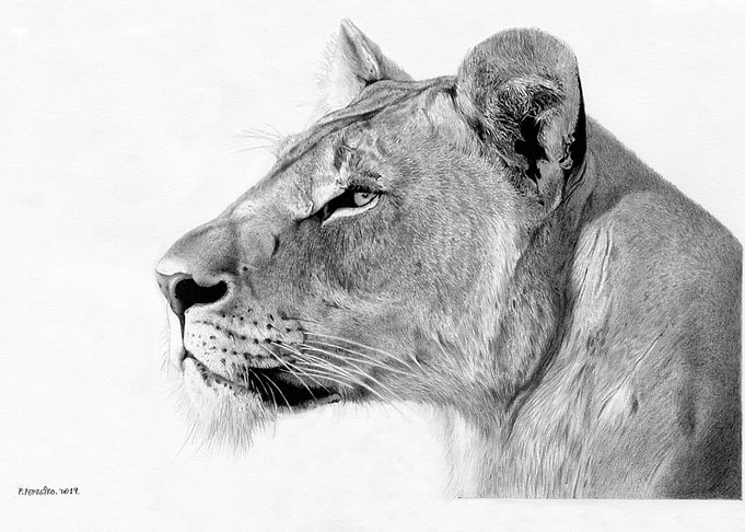 Lioness