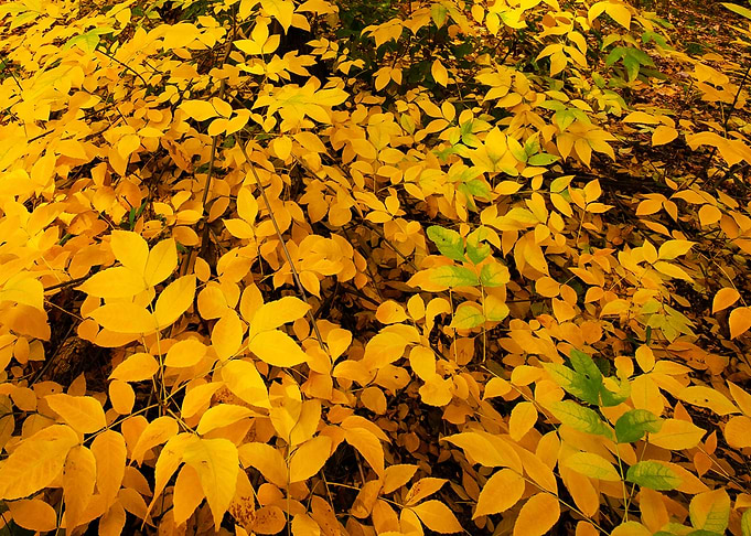 Leaves Abstract