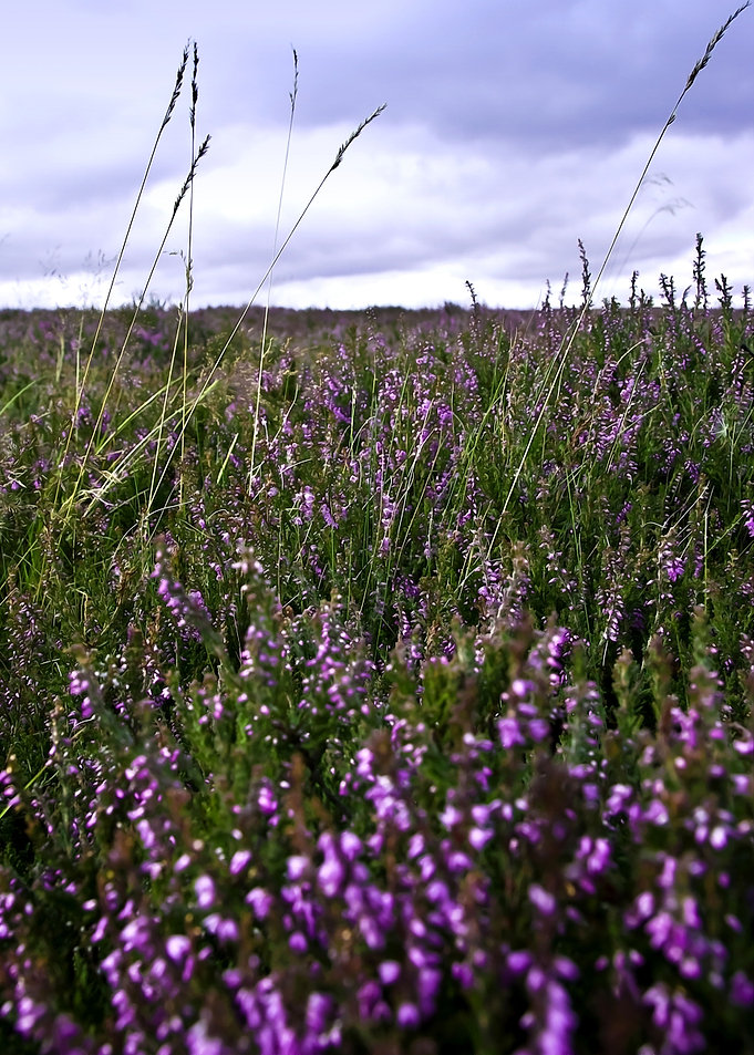 Heather