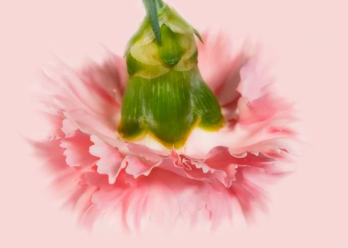 Carnation