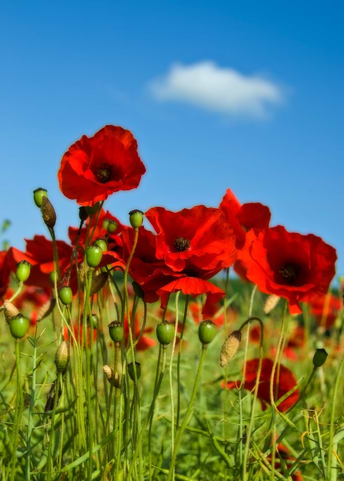 Red Poppies