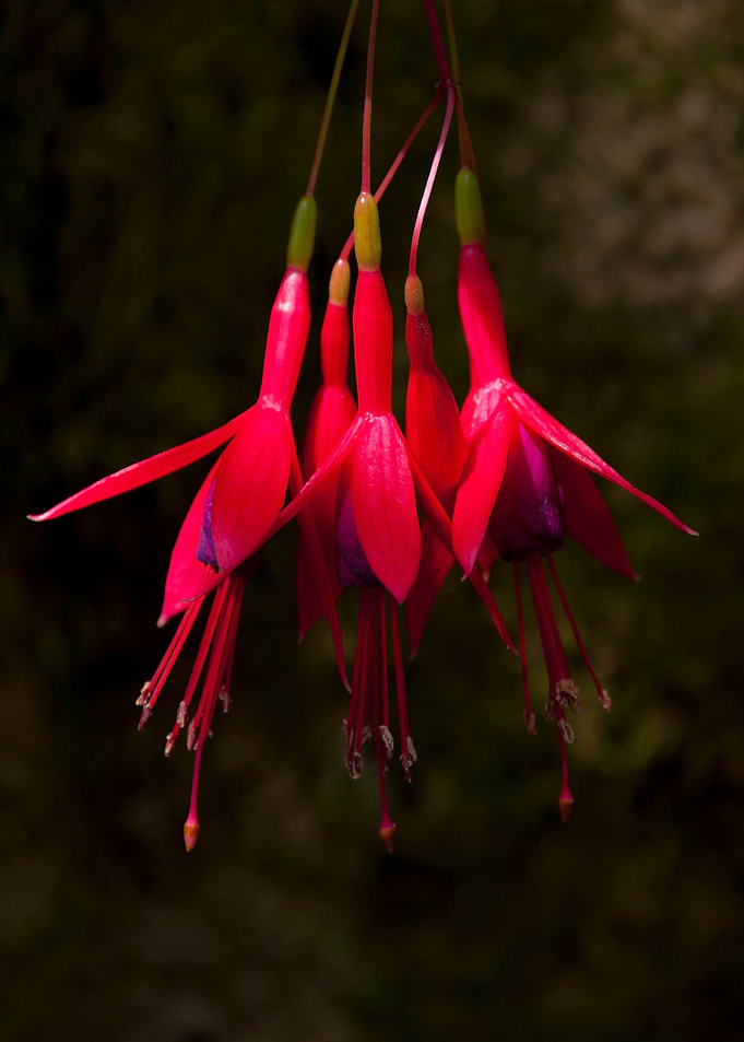 Red Drops