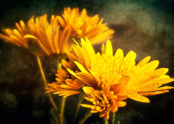 Chrysanthemum