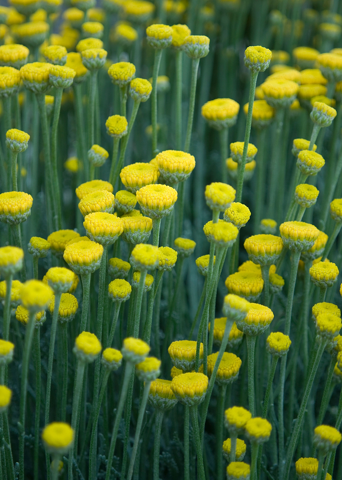 Tiny Yellow Flowers