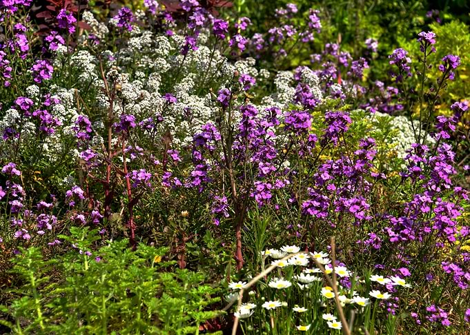 Meadow